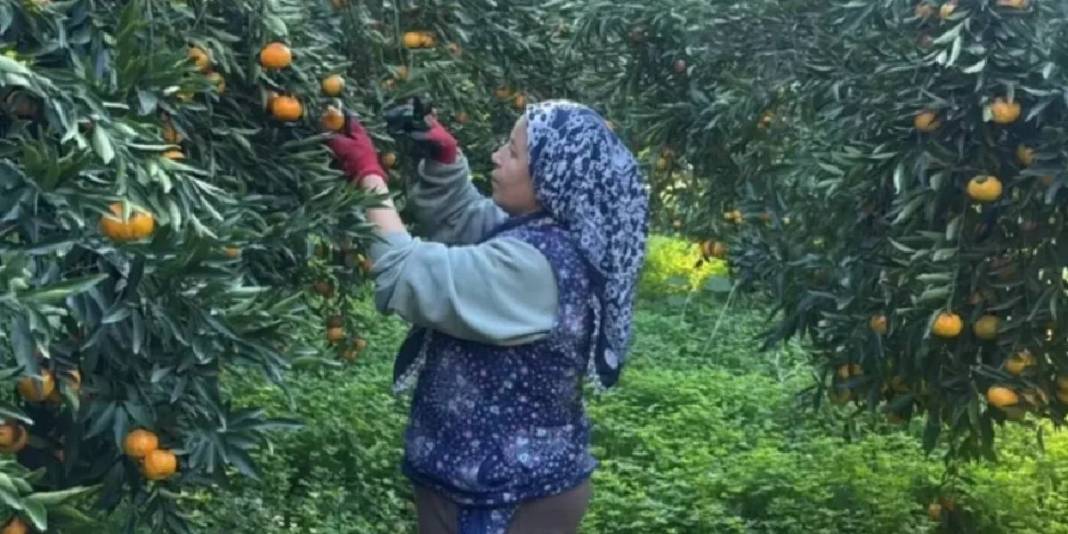 Tescilli üründe rekolte düştü! 3 bin tonun altında hasat tamamlanacak: Bahçede 20 TL’den markette 100 TL’den satılacak 1